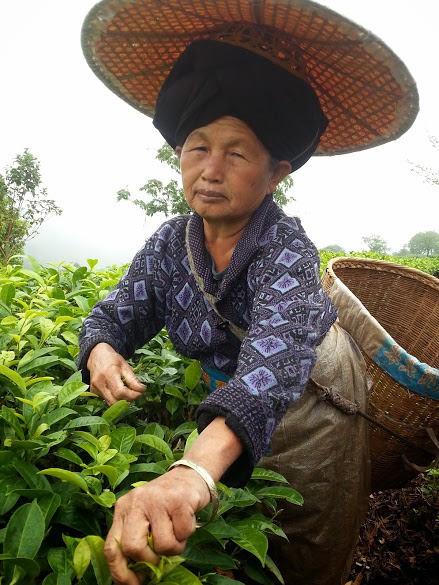 Cueilleuse The Xishuangbanna