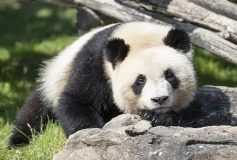 « Panda, punitions, bureaucratie »