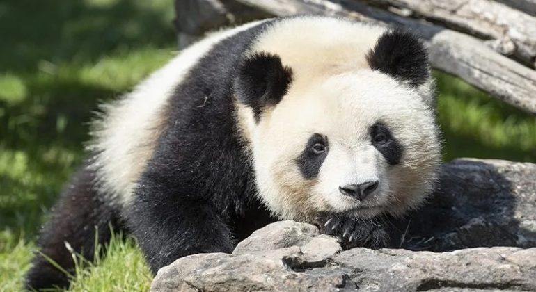 « Panda, punitions, bureaucratie »